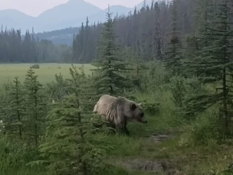 Grizzly bear encounter @ Jasper National Park.